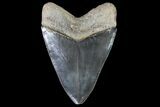 Serrated, Fossil Megalodon Tooth - Glossy Blade #76504-2
